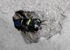 Tracheliodes quinquenotatus